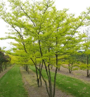 Produktbild von Gleditschie (dornenlose) ´INERMIS´ 120-130 cm, Cont. 4 l