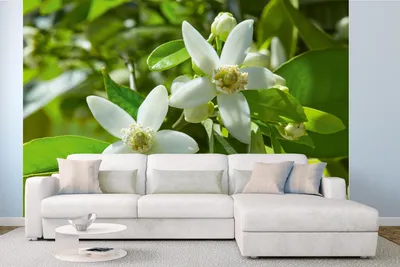 Produktbild von Vlies Fototapete WEIßE BLÜTE 375 x 250 cm (inkl. Kleister) - Vlies Tapete, Wandtapete, Wandbilder - Tapete für Wohnzimmer Schlafzimmer, Büro, Küche - Montagefertig