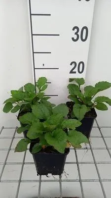 Produktbild von 6 x Rudbeckia triloba 'Prairie Glow' - Sonnenhut - Topf 9 x 9 cm