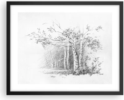 Produktbild von Gerahmtes Poster - Schwarzer Rahmen - Skizze Wald Birke - 50x40 cm - Wand Bild - Wanddeko - Wandbilder - Kunstposter - Wandposter - Bilderrahmen - Bilder - Kunstdruck - Wandbild - P2BAA50x40-4280