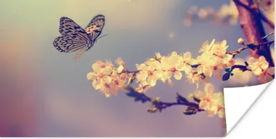 Produktbild von MuchoWow® Poster Schmetterlinge - Blüte - Zweig - Baum 40x20 cm - Poster für die Wand - Poster Schlafzimmer
