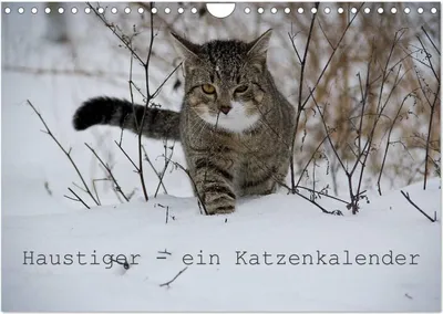 Produktbild von Haustiger - Ein Katzenkalender (Wandkalender 2025 DIN A4 quer), CALVENDO Monatskalender