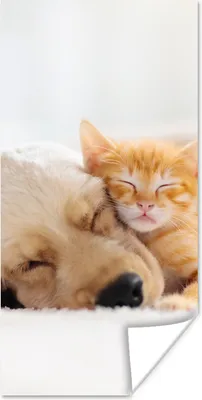 Produktbild von MuchoWow® Poster Tiere - Hund - Kätzchen - Rot 80x160 cm - Kinderzimmer
