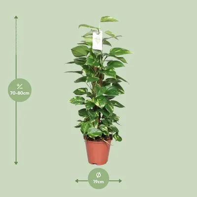 Produktbild von Goldene Efeutute Epipremnum Pinnatum Ø19cm ↕80cm Moosstock Rankpflanze