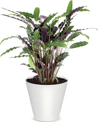 Image de Pot de fleur 20cm TUBUS ECO WOOD DTUB200W-S449W blanc plastique PROSPERPLAST