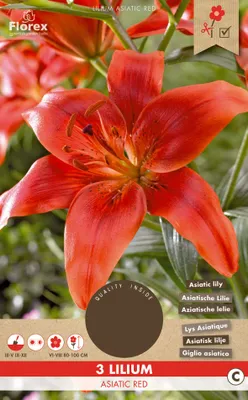 Artikelbild 1 von 'Lilie Asiatic Red (3 Stück)' aus der Kategorie Lilienzwiebeln