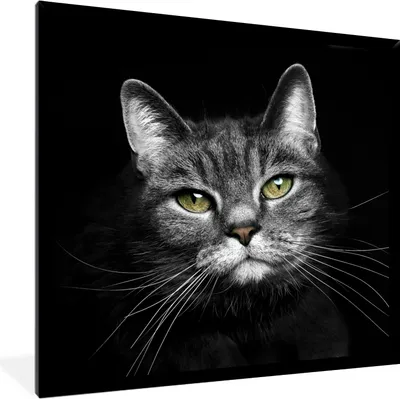Produktbild von MuchoWow® Gerahmtes Poster Haustiere - Katze - Tiere - Schwarz - Weiß 40x40 cm - Poster mit Schwarzem Bilderrahmen Wandposter Rahmen Foto Bilder - Mit Rahmen - Wanddekoration Schlafzimmer