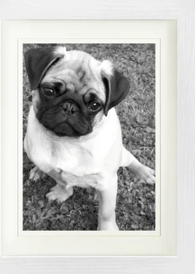 Produktbild von Hunde Gerahmtes Bild Mit Edlem Passepartout | Wand-Bilder | Im Bilderrahmen - Süßer Mops (40 x 30 cm)