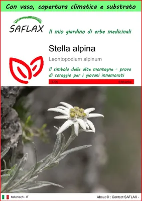 Immagine prodotto di SAFLAX Garden to go - Stella alpina - 500 semi - Leontopodium