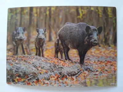 Produktbild von 3 D Ansichtskarte Wildschweine, Postkarte Wackelkarte Hologrammkarte Tiere Frischlinge Waldtiere