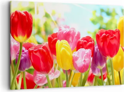 Produktbild von Bild auf Leinwand - Leinwandbild - Tulpe Blume Garten Plantage - 100x70cm - Wand Bild - Wanddeko - Leinwanddruck - Bilder - Kunstdruck - Wanddekoration - Leinwand bilder - Wandkunst - AA100x70-2466