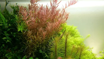 Produktbild von Aquarium Pflanze Rotala rotundifolia AquaOne Nr.033 Wasserpflanze Stängelpflanze
