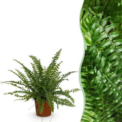 Zdjęcie produktu dla Nephrolepsis exaltata Green Lady - paproć - roślina przyjazna dla zwierząt - zielona - 25cm - Ø12cm - Roślina doniczkowa - Zimozielony