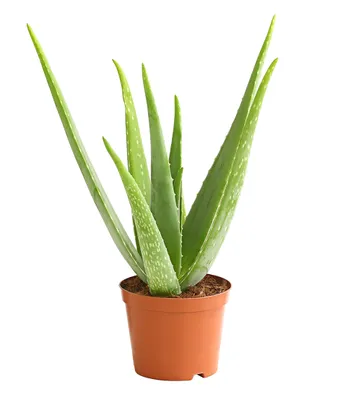 Produktbild von Dehner Echte Aloe, Aloe vera, fleischige Blätter, 40-60 cm, Ø Topf 15 cm, Sukkulente