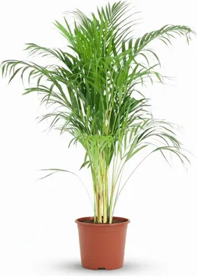 Produktbild von Goldpalme Dypsis Lutescens Areca Zimmerpflanze 90-100cm Ø21cm pflegeleicht Deko