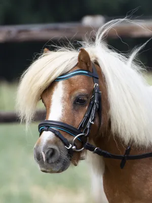 Zdjęcie produktu dla Snaffle LITTLE Skórzane snaffle specjalnie dla mini-shetty i shetty w różnych kolorach. Kolory, kolor:czarny (atoll), rozmiar:MSH