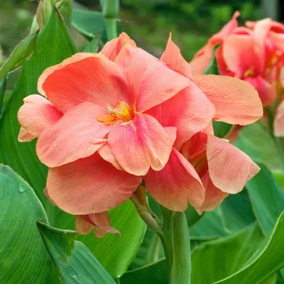 Immagine prodotto di Canna Kanna Paciorecznik Salmon Beauty 1 pezzo di piantina di canna