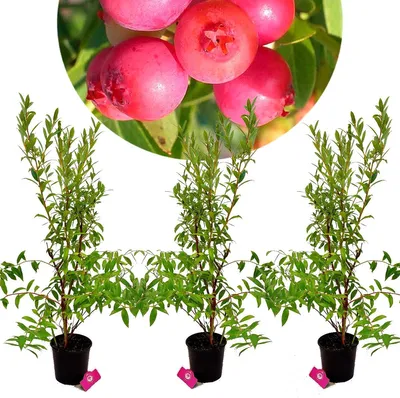 Produktbild von Set mit 3x 'Pink Lemonade' - Pink blueberry - Höhe +70cm - 2 Liter Topf - Vaccinium corymbosum