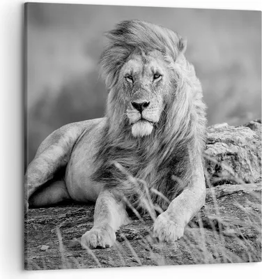 Produktbild von Bild auf Leinwand - Leinwandbild - Löwe Tier Natur - 50x50cm - Wand Bild - Wanddeko - Wandbilder - Leinwanddruck - Bilder - Kunstdruck - Wanddekoration - Leinwand bilder - Wandkunst - AC50x50-3931