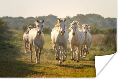 Produktbild von MuchoWow® Poster Galoppierende weiße Pferde 120x80 cm - Bilder