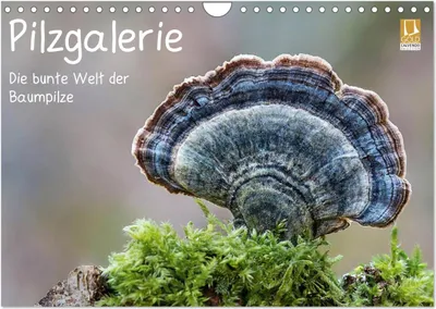 Produktbild von Pilzgalerie - Die bunte Welt der Baumpilze (Wandkalender 2025 DIN A4 quer), CALVENDO Monatskalender