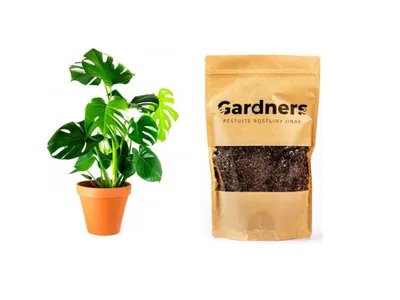 Obrázok produktu pre Gardners Set Monstera deliciosa a substrát, M