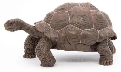Produktbild von Papo Galápagos-Riesenschildkröte, 3 Jahr(e), Wild animal kingdom, Braun, PVC