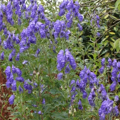Immagine prodotto di 6 x Aconito autunnale  - Aconitum carmichaelii 'Arendsii'  | Vaso 9 cm x 9 cm