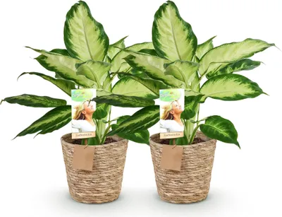 Produktbild von Green boutiQ - Zimmerpflanzen - Dieffenbachia Camilla - Dieffenbachia - Wenig Pflege - mit Korb - Bunt - 2 Pflanzen - Topf 17cm - Höhe 45-50cm