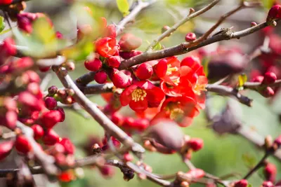 Produktbild von Chaenomeles japonica, Zierquitte, 80–100 cm, leuchtend rot