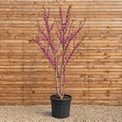 Produktbild von Chinesischer Judasbaum Avondale 100-150 cm - Cercis chinensis mehrstämmig