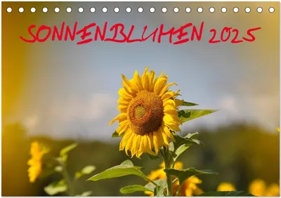Produktbild von Sonnenblumen 2025 (Tischkalender 2025 DIN A5 quer), CALVENDO Monatskalender