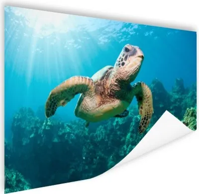 Produktbild von MuchoWow® Poster Schwimmende Schildkröte Fotodruck 60x40 cm - Schlafzimmerdekoration