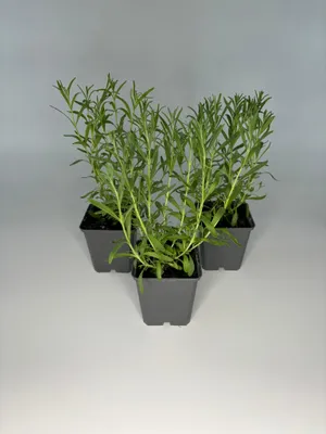 Produktbild von 20 Stück, Topf 9cm, Bodendecker Lavendula angustifolia Hidcote Blue