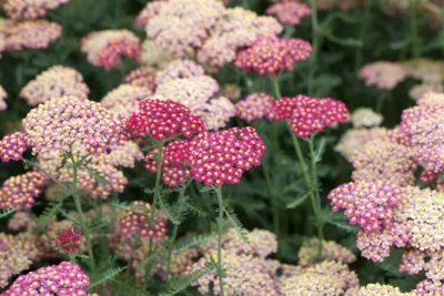 Produktbild von Achillea millefolium 'Paprika', Schafgarbe, rot, ca. 9x9 cm Topf