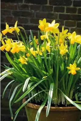 Obrázek produktu pro Narcisy FloraSelf 'Jetfire' 10/11 6 ks