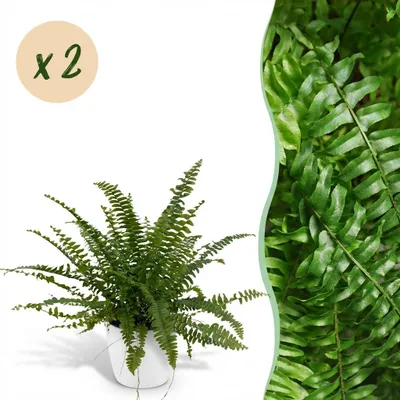 Zdjęcie produktu dla Nephrolepsis exaltata Green Lady - paproć - roślina przyjazna dla zwierząt - zielona - 2 rośliny - z białą doniczką - 25cm - Ø12cm - Roślina doniczkowa - Kompletny zestaw - Roślina z doniczką