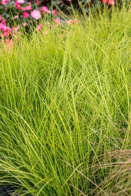 Produktbild von Carex brunnea 'Camara', Japan-Segge, grün, 2 Liter Container