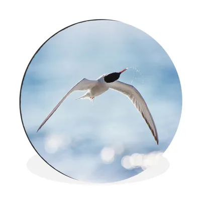 Produktbild von MuchoWow® Aluminium Wandkreis Vogel - Wasser - Blau Ø 90 cm Wanddeko Modern Wohnzimmer - Mauerkreis - Wandbilder - Runde Bild - Bild aus Aluminium - Schlafzimmer - Wohnzimmerdekoration - Wand Dekoration