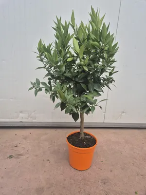 A potted dwarf mandarin tree is shown against a plain background.