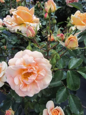 Produktbild von Rosa Impala ® - Beetrose Impala ® - ADR Rose - Kordes Rose