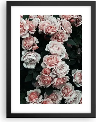 Produktbild von Gerahmtes Poster - Schwarzer Rahmen - Rosen Blumen Blätter - 30x40 cm - Wand Bild - Wanddeko - Wandbilder - Kunstposter - Wandposter - Bilderrahmen - Bilder - Kunstdruck - P2BPA30x40-4760