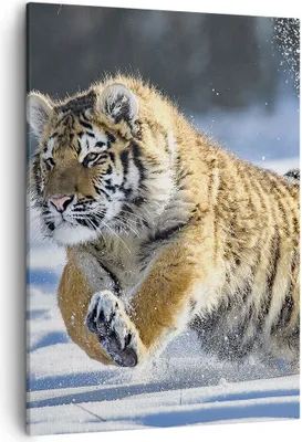 Produktbild von Bild auf Leinwand - Leinwandbild - Einteilig - tiger tier - 50x70cm - Wand Bild - Wanddeko - Wandbilder - Leinwanddruck - Kunstdruck - Wanddekoration - Leinwand bilder - Wandbild - PA50x70-3928