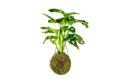 Obrázok produktu pre Gardners Kokedama Monstera adansonii Monkey Mask (L)
