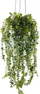 Produktbild von Hängende Kunstpflanze SENECIO, 60 cm