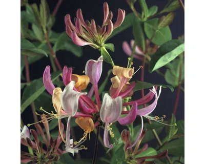 Obrázek produktu pro Zimolez ovíjivý FloraSelf Lonicera periclymenum 'Serotina' výška 50-70 cm květináč 2,3 l