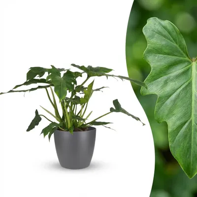 Image de Green boutiQ - Plante d'intérieur - Philodendron - Philodendron Lacerum - Vert - Peu d'entretien - 1 plante - avec pot gris - Pot 19 cm - Hauteur 65 cm