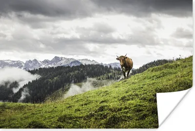 Produktbild von MuchoWow® Poster Kuh - Tier - Herbst 60x40 cm - Schlafzimmerdekoration