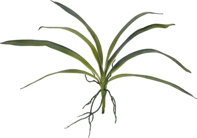 Obrázek produktu pro EUROPALMS List orchideje (EVA), umělý, zelený, 45 cm (82530574)
