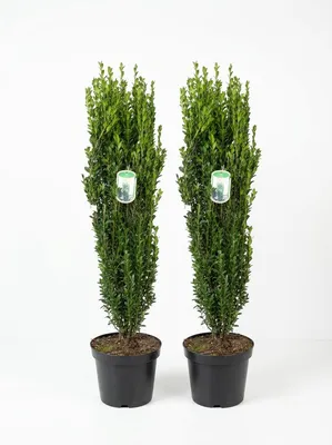 Produktbild von 2x Säulenilex Fastigiata – 110–120 cm – immergrüne Säulenpflanze winterhart – Ilex crenata als Buchsbaum Ersatz